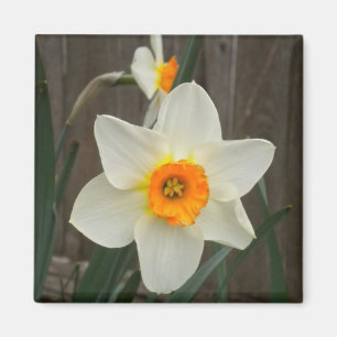 Imã Ímã do Daffodil
