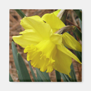 Imã Ímã do daffodil da primavera