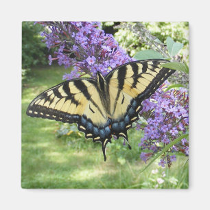 Imã Ímã do ~ de Swallowtail 94