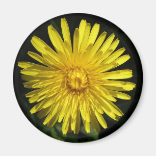 Imã Ímã do dente-de-leão