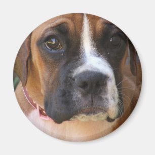 Imã Ímã do design do cão do pugilista
