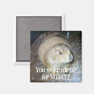 Imã Ímã do dia de Groundhog