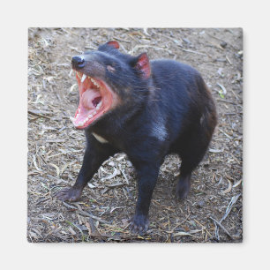 Imã Ímã do diabo tasmaniano