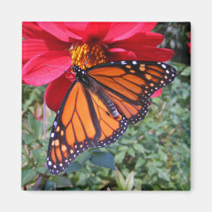 Imã Ímã do ~ do monarca 4