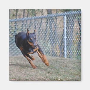 Imã ímã do doberman