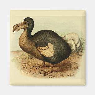 Imã Ímã do Dodo