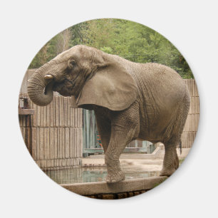 Imã Ímã do elefante africano
