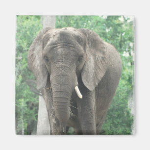 Imã Ímã do elefante de Tusked