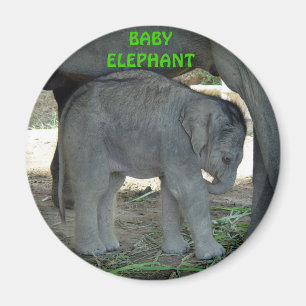 Imã Ímã do elefante do bebê