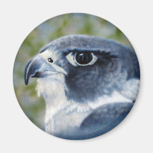 Imã Ímã do falcão de peregrino