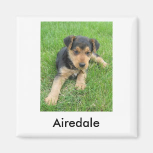 Imã Ímã do filhote de cachorro de Airedale