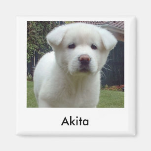 Imã Ímã do filhote de cachorro de Akita