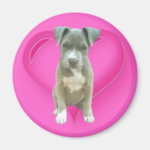 Imã Ímã do filhote de cachorro de Pitbull