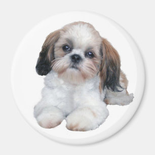 Imã Ímã do filhote de cachorro de Shih Tzu
