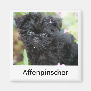 Imã Ímã do filhote de cachorro do Affenpinscher