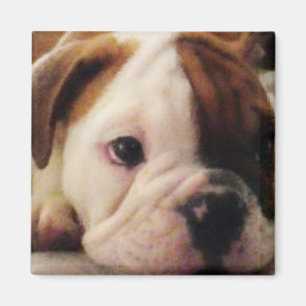 Imã Ímã do filhote de cachorro do buldogue
