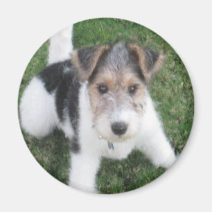 Imã Ímã do filhote de cachorro do Fox Terrier do fio