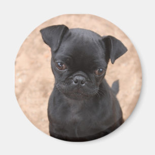 Imã Ímã do filhote de cachorro do Pug