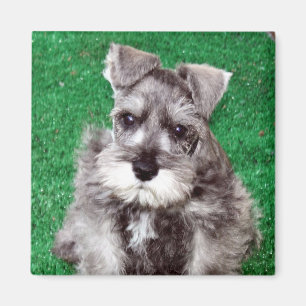 Imã Ímã do filhote de cachorro do Schnauzer diminuto