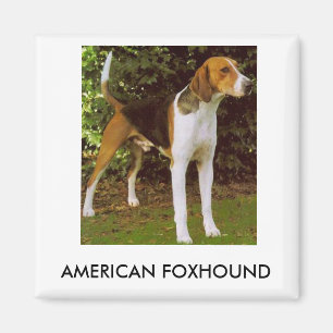 Imã Ímã do Foxhound americano