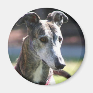 Imã Ímã do galgo
