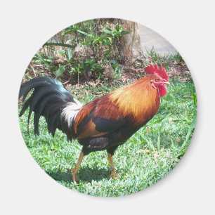 Imã Ímã do galo de Kauai