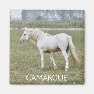 Imã Ímã do garanhão de Camargue