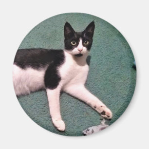 Imã Ímã do gatinho do smoking