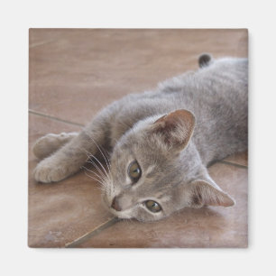 Imã Ímã do gato