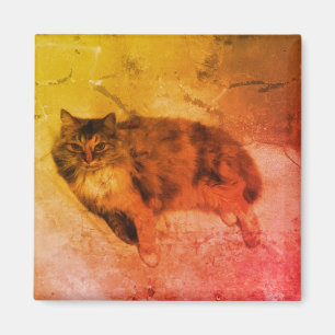Imã Ímã do gato de chita