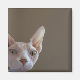 Imã Ímã do gato de Sphynx