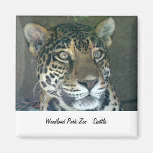 Imã Ímã do gato do jardim zoológico do parque da