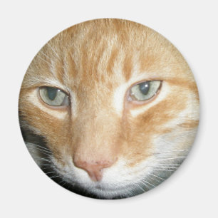 Imã Ímã do gato do salvamento