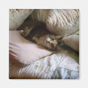 Imã Ímã do gato do travesseiro