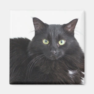 Imã Ímã do gato preto