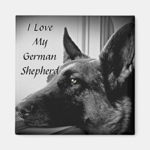 Imã Ímã do german shepherd