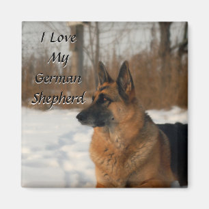 Imã Ímã do german shepherd