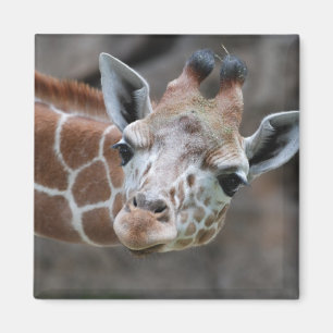 Imã Ímã do girafa