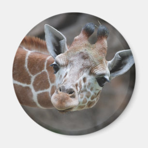 Imã Ímã do girafa