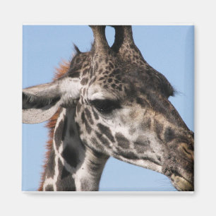 Imã ímã do giraff