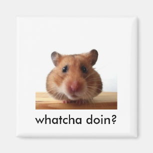 Imã Ímã do hamster