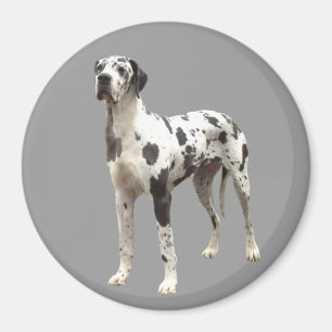 Imã Ímã do Harlequin de great dane