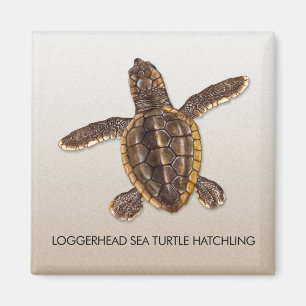 Imã Ímã do Hatchling da tartaruga de mar da boba