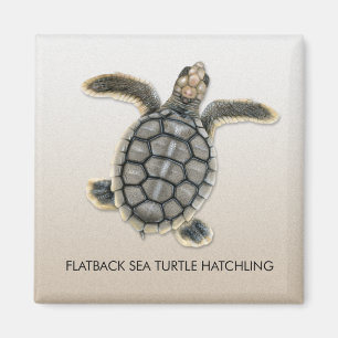 Imã Ímã do Hatchling da tartaruga de mar de Flatback