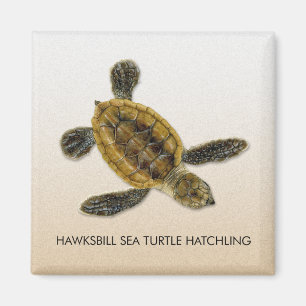 Imã Ímã do Hatchling da tartaruga de mar de Hawksbil
