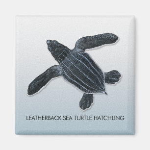 Imã Ímã do Hatchling da tartaruga de mar do