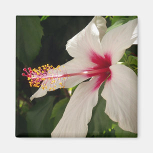 Imã Ímã do hibiscus