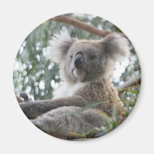 Imã Ímã do Koala