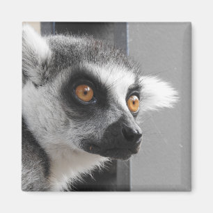 Imã Ímã do Lemur