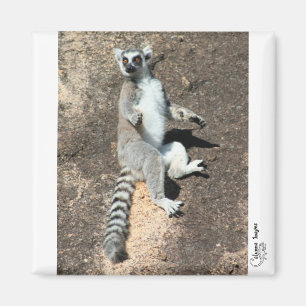 Imã Ímã do lemur do culto de Sun
